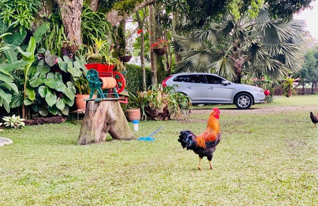 Finca Hotel El Laurel - Parque Del Cafe مونتينيغرو المظهر الخارجي الصورة